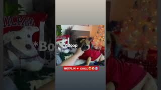 NETFLIX & CHILL😎❤️🥶FUN DAY #shorts#dog#trending#FYP#shortvideo#viral#cute#netflix#love#jackrussell