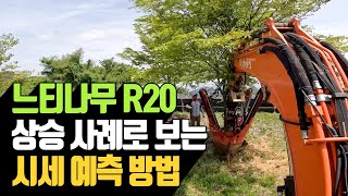 느티나무 R20 상승 사례로 보는 시세 예측 방법 | 나무대장🌳 나무농사의 모든것