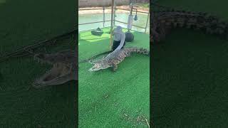 Crocodile massage