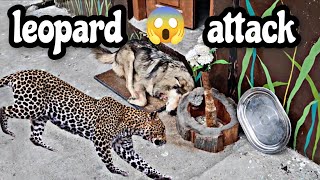 leopard ne dog par attack kiya 😱