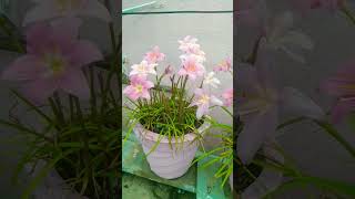 Best  flower plant  roof top plant so beautiful  #shorts feed #viral video #youtube #short