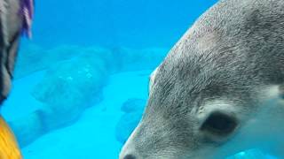 #ICC2014 = Taronga Zoo - Seal with Chilli