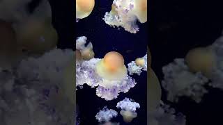 Amazing jellyfish #wow #animals #asmr #asmrsounds