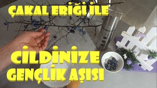 ÇAKAL ERİĞİ ÖZÜ ( GÜVEM ÖZÜ ) İLE CİLDİNİZ DAHA GENÇ!!!CİLDİNİZE GENÇLİK AŞISI UYGULAYIN