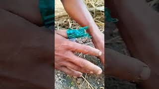 রসুন চাষ পদ্ধতি #youtubeshorts #agriculture #farming #রসুনচাষপদ্ধতি#shortvideo #agriculturefarming