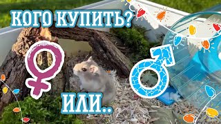 Хомячки🐹Кого купить, ДЕВОЧКУ или МАЛЬЧИКА хомяка ?♀️♂️яХрумка