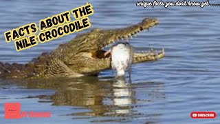 7 Unique Facts about the Nile Crocodile, Unique facts you don't know yet…