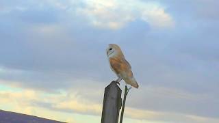 Barn Owl Watch 7.3.18.    3