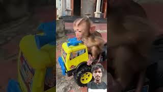 Chota monkey gir gaya 😭 #babymonkey #cute #shortvideo #shorts