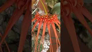 Краски моего лета bulbophyllum tingabarinum #цветы #bulbophyllum #orchids