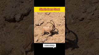 Facts about Sindh ibex goat🐐😱. Saim TV #amazingfacts #viralshort #informative #1millionviews #viral