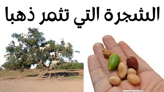 زيتها للشفاء والغذاء.. الأرغان الشجرة التي تثمر ذهبا 🌴 شجرة اركان التي توجد في المغرب فقط