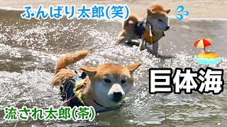 柴犬巨体兄弟で海水浴に行ったら過酷でした…(笑)