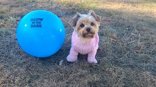 Little Pups Got Talent with her BIG Blue Ball!#soccer #talented #viralvideo #yorkies #Rylie