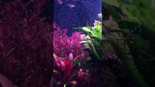 Natural planted aquarium | sustainable aquatics