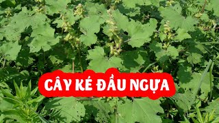 Cây Ké Đầu Ngựa Và Tác Dụng Của Cây Ké Đầu Ngựa