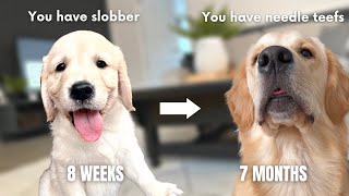 Watch This Golden Retriever Grow Before Your Eyes! 8 Weeks to 7 Months 😍