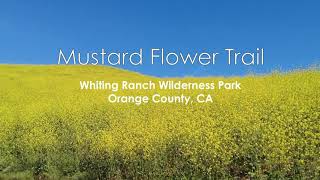 Mustard Flower Trail, Whiting Ranch Wilderness Park 2021