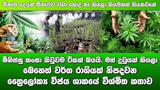 බෙහෙත් වර්ග රාශියක් නිපදවන ත්‍රෛලෝක්‍ය විජය ශාකය