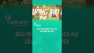 [Phần 4] Giải pháp quản lý dịch hại Sầu Riêng trong mùa mưa. #tanthanhco #shorts