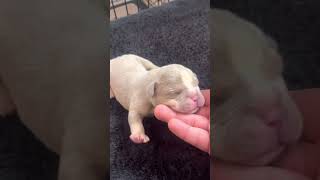 *SOLD* Lilac Tri Male Pocket Bully Puppy For Sale 1 week old