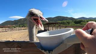 What to see in Solvang/Buellton? Visit Ostrich Land in Solvang, California