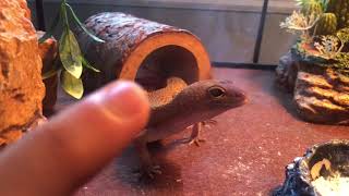 Leopard Geckos beginner guide | All you need to know!!