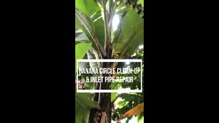 BANANA CIRLCE || MAINTENANCE || HOW TO?? || DARK GREY WATER MANAGEMENT || PERMACULTURE || FARMLIFE