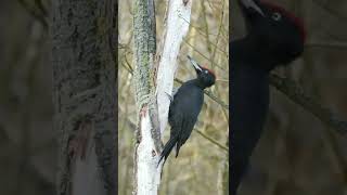 A Woodpecker Pecking The Tree