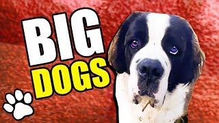 25 Big Dogs | Try Not To Laugh | That Pet Life