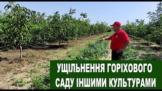 №141 Ущільнення горіхового саду іншими культурами. Використовуємо яблуні, картоплю, помідори і т.д.