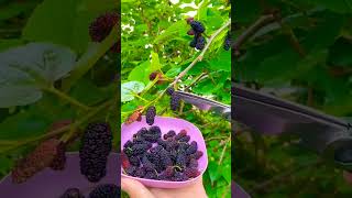 Guess the fruit 🍓 #shortvideo