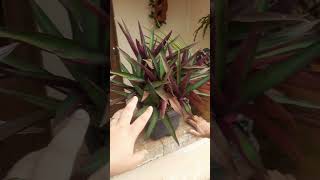 Conhece a Tradescantia e Begônia? Qual o nome delas que conhece? Comente aq #plantas #plantasdecasa