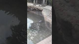 3-8-23 Pygmy Hippo at Lowry Park Zoo/Tampa Zoo