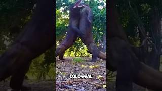 Komodo Dragons Fight And Romance #animals