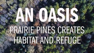 An Oasis: Prairie Pines Creates a Habitat and Refuge