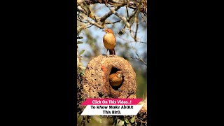 This Bird Built A mud nest So You Can See HOW Bird Engineering Works!