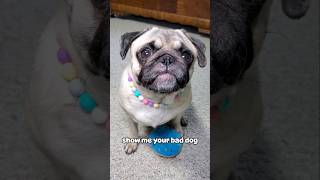 But she's such a good girl 💜💜 #dog #pug #cute #funny #fyp #shorts