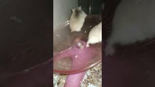 Robo Hamster pets so wonderful animals #shortvideo (1)