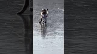 How Does This Dog Walk So SMOOTHLY On Ice? 🥶