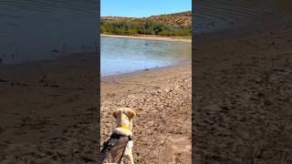 Duck hunting dog training #shorts