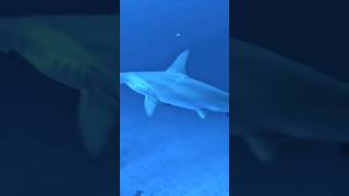 АКУЛА В Шарм-эль-Шейхе!!!! УЖАС!! Акула-молот #egypt #shark #hammerheedshark  #redsea