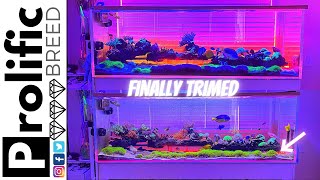 HOW TO TRIM AND FRAG GREEN STAR POLYPS CORAL GSP | DIY MIXED REEF TANK BUILD UPDATE