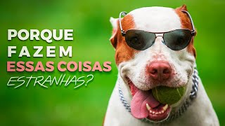 Coisas Estranhas Que Todo Cachorro Faz