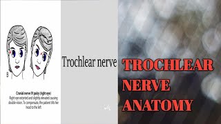 TROCHLEAR NERVE( Pathway)