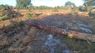 Forestry Mulching Cabbage Palms