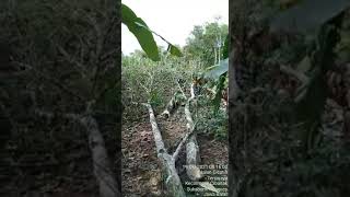 Penebangan Karet Merusak Kebun