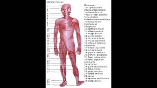 #HUMAN_MUSCULER_SYSTEM // #ALL_MUSCLE_NAME_IN_ONE_SHOT