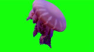 jelly fish cartoon  animated cartoon green screen video