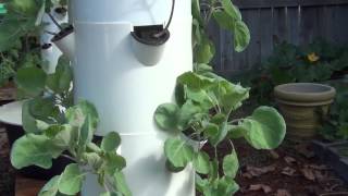 Yellowing leaves, Wilting lettuces, Aphids on My Tower Garden